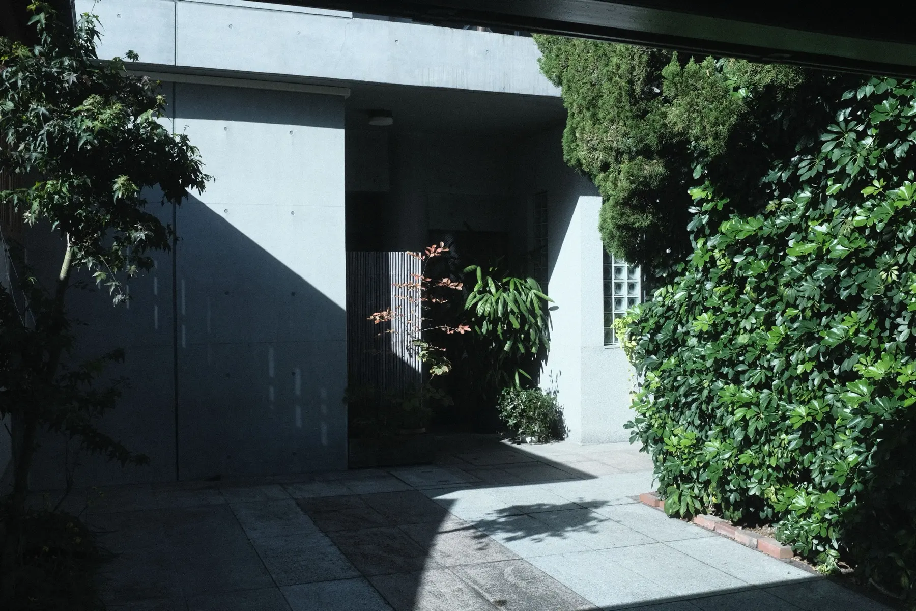 The entrance to a modern concrete house, stone paving and a screen of greenery.